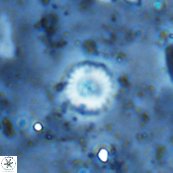 Cyclagelosphaera margerellii VR 12919