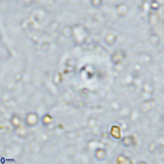Cyclagelosphaera margerellii VR 12913