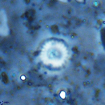 Cyclagelosphaera margerellii VR 12920