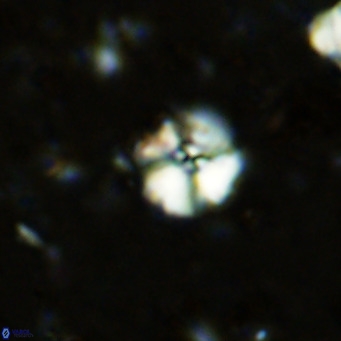 Cyclagelosphaera ovalicycla VR 11234