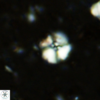 Cyclagelosphaera ovalicycla VR 11234