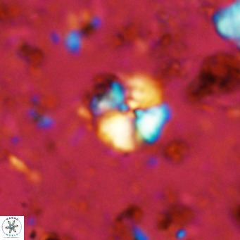 Cyclagelosphaera ovalicycla VR 11235