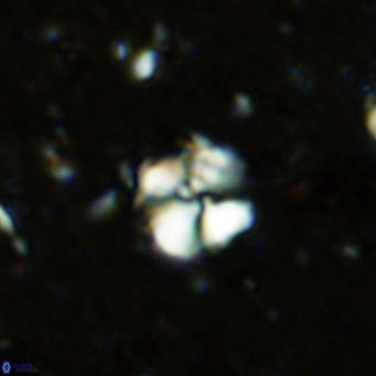 Cyclagelosphaera ovalicycla VR 11236