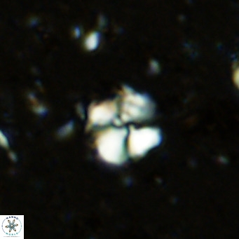 Cyclagelosphaera ovalicycla VR 11236