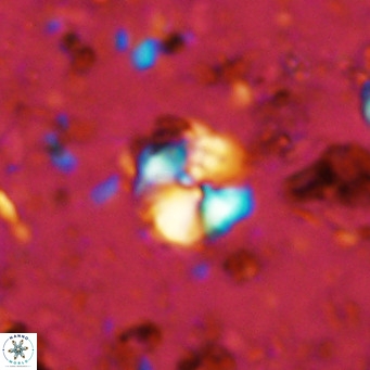 Cyclagelosphaera ovalicycla VR 11238
