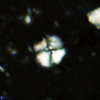 Cyclagelosphaera ovalicycla VR 11239