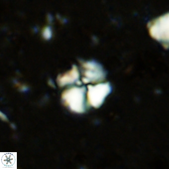 Cyclagelosphaera ovalicycla VR 11239