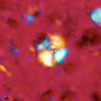 Cyclagelosphaera ovalicycla VR 11240