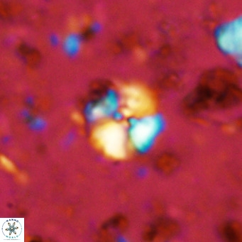 Cyclagelosphaera ovalicycla VR 11240