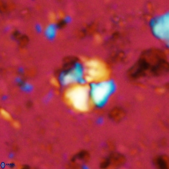 Cyclagelosphaera ovalicycla VR 11241