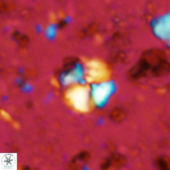 Cyclagelosphaera ovalicycla VR 11241
