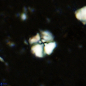Cyclagelosphaera ovalicycla VR 11242