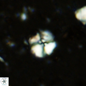 Cyclagelosphaera ovalicycla VR 11242