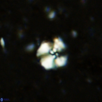 Cyclagelosphaera ovalicycla VR 11243