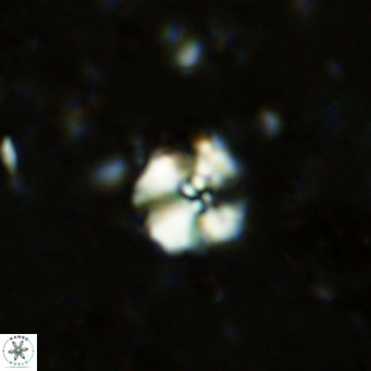 Cyclagelosphaera ovalicycla VR 11243