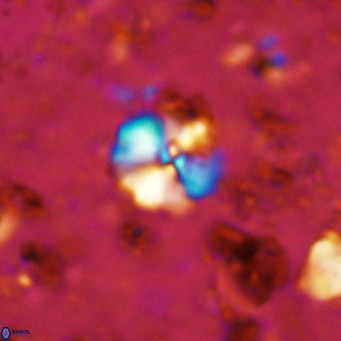 Cyclagelosphaera ovalicycla VR 11245