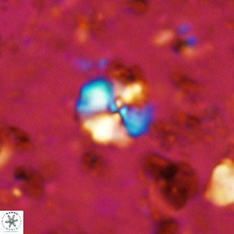 Cyclagelosphaera ovalicycla VR 11245