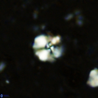 Cyclagelosphaera ovalicycla VR 11246