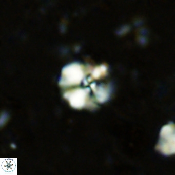 Cyclagelosphaera ovalicycla VR 11246