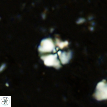 Cyclagelosphaera ovalicycla VR 11247