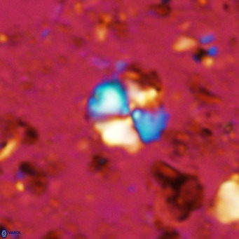 Cyclagelosphaera ovalicycla VR 11248
