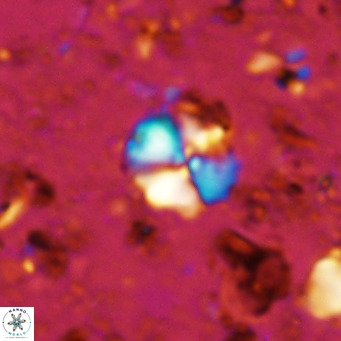 Cyclagelosphaera ovalicycla VR 11248