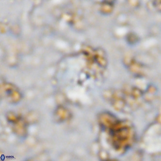 Cyclagelosphaera ovalicycla VR 11249