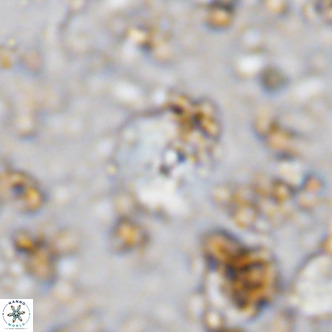 Cyclagelosphaera ovalicycla VR 11249