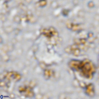 Cyclagelosphaera ovalicycla VR 11251