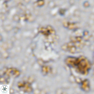 Cyclagelosphaera ovalicycla VR 11251