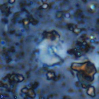 Cyclagelosphaera ovalicycla VR 11253