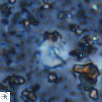 Cyclagelosphaera ovalicycla VR 11253