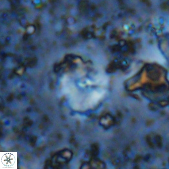 Cyclagelosphaera ovalicycla VR 11256