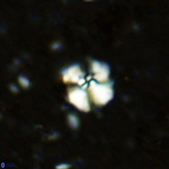 Cyclagelosphaera ovalicycla VR 11260