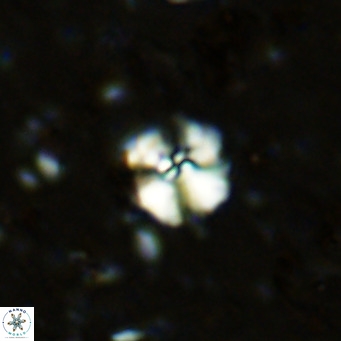 Cyclagelosphaera ovalicycla VR 11260