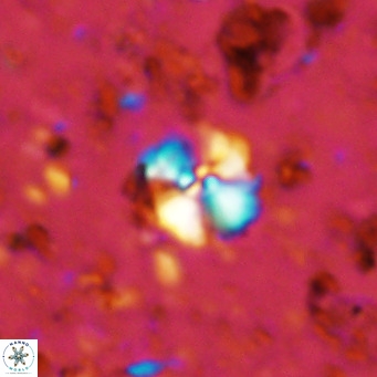 Cyclagelosphaera ovalicycla VR 11261