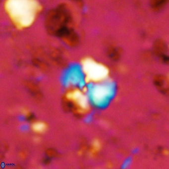 Cyclagelosphaera ovalicycla VR 11262