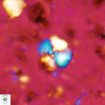 Cyclagelosphaera ovalicycla VR 11262
