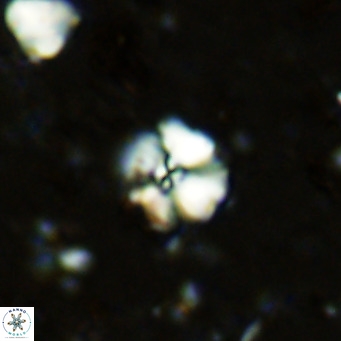 Cyclagelosphaera ovalicycla VR 11263