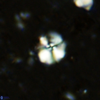 Cyclagelosphaera ovalicycla VR 11264
