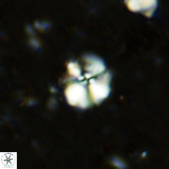 Cyclagelosphaera ovalicycla VR 11264