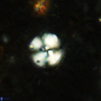 Cyclagelosphaera ovalicycla VR 15611
