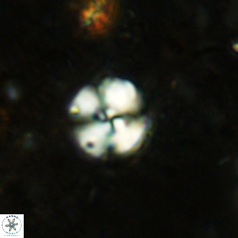 Cyclagelosphaera ovalicycla VR 15611