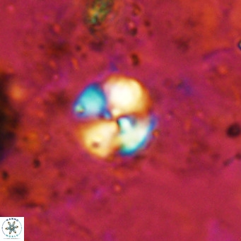 Cyclagelosphaera ovalicycla VR 15612