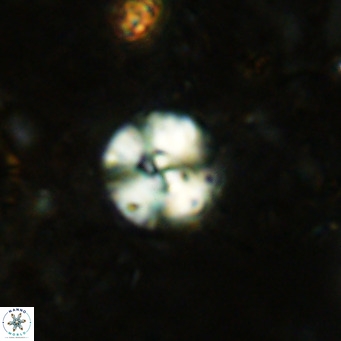 Cyclagelosphaera ovalicycla VR 15614
