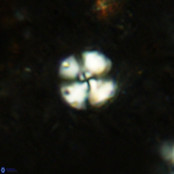 Cyclagelosphaera ovalicycla VR 15615