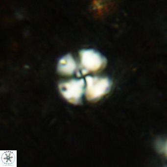 Cyclagelosphaera ovalicycla VR 15615
