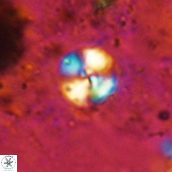 Cyclagelosphaera ovalicycla VR 15616