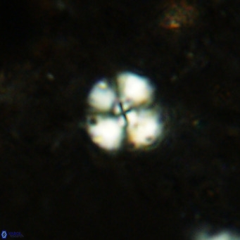 Cyclagelosphaera ovalicycla VR 15618