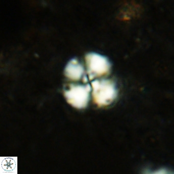 Cyclagelosphaera ovalicycla VR 15618